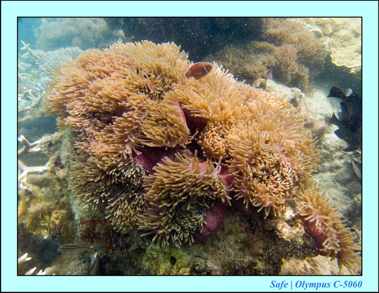 2006 - 07 - Perhentian - Plongee 187